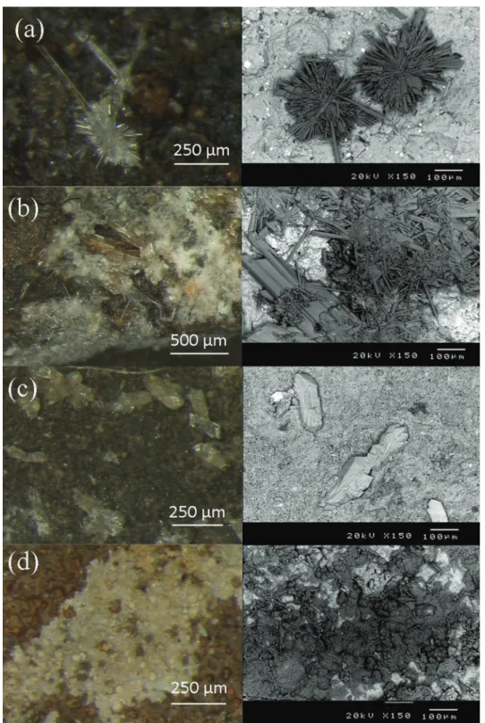 Fig. 8. The different morphologies of gypsum observed on artificially aged shales. Binocular magnifier pictures (left) and scanning electron microscopy backscattered electron mode picture (right)