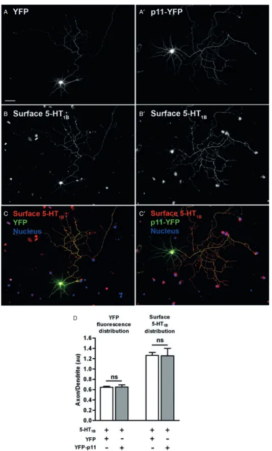 Figure 6: p11 overexpression does not modify plasma membrane targeting of 5-HT 1B R receptors in hippocampal neurons.