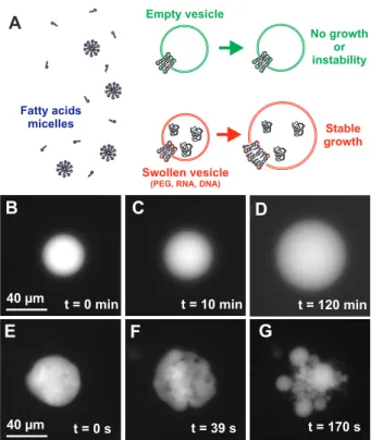 FIG. 1. (color online). A: Schematic representation of the experiment. B-D: Stable growth of a vesicle encapsulating 6% PEG immersed in a bath of FA at 160µM