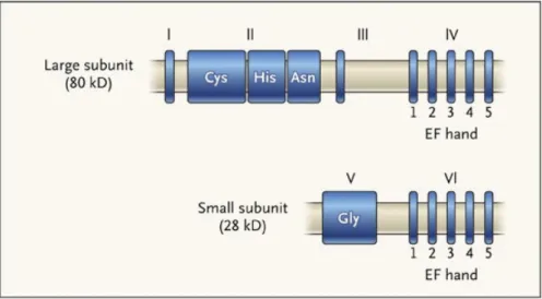 Figure 4 : Structure de la Calpaïne 1 avec sa sous-unité régulatrice d’après Zatz et al