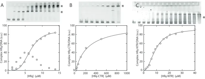 Figure 6. In vitro analysis of Hfq protein–DNA binding properties. (A) Gel shift showing the binding of wild-type Hfq to DNA