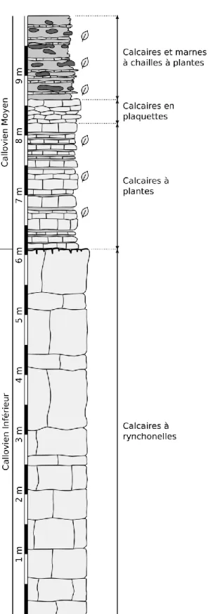 Figure  I.7  –  Coupe  stratigraphique  de  la  carrière  de  Charme  à  Étrochey.  Redessinée  et  modifiée d’après un levé inédit de Jacques Thierry