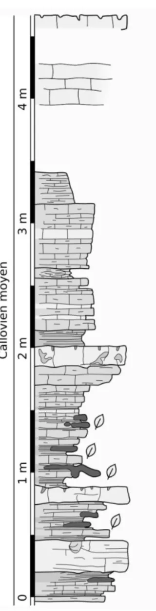 Figure I.10 – Coupe stratigraphique de la fosse à purin près de Laignes. Redessinée d’après une  coupe inédite de P