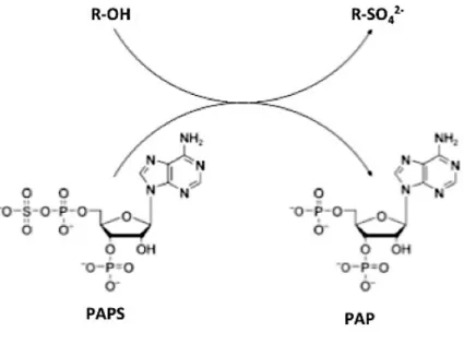 Figure 16 : Schéma générale de la réaction catalysée par les sulfo-transférases.  