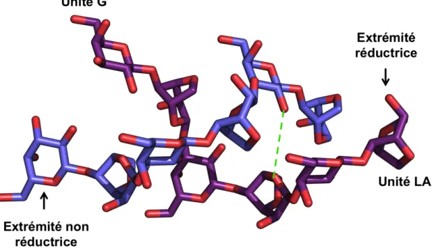 Figure  18 :  Modèle  de  double  hélice  d’agarose  proposé  par  Arnott  et  al,  (Arnott et al, 1974) (PDB : 1AGA) 