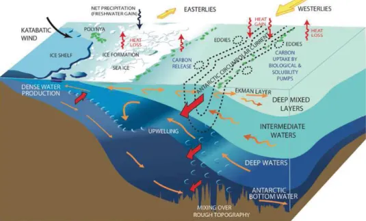 Figure 1.4: Schematic representation of the water masses formation in the Southern Ocean and the interactions with the Antarctic Ice Sheet and ice shelves