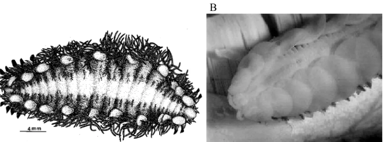 Figure  I.9  :  Branchipolynoe.  A.  B.  symmytilida  en  vue  dorsale  (d'après  Desbruyères  et Segonzac, 1997)