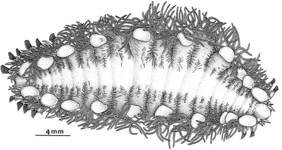 Figure  II.1  :  Spécimen  adulte  de  Branchipolynoe  symmytilida,  vue  dorsale.  D'après Desbruyères et Segonzac, 1997.