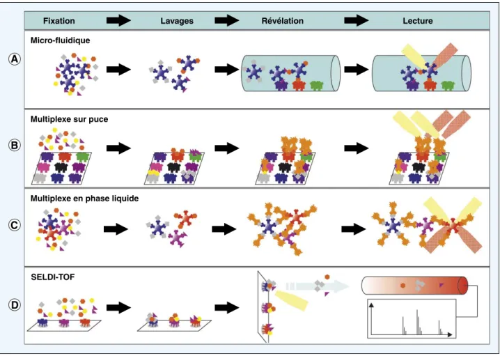Figure 1. Schéma de principe de différentes méthodes d’analyse protéomiques. Dans les technologies immuno-chromatographiques communément appelées dans leur version miniaturisée : « micro-fluidiques », (A) les molécules d’intérêt (protéines, peptides...) so