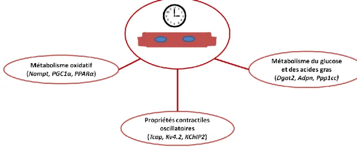 Figure 8: Processus biologiques contrôlés par le rythme circadien cardiaque. 