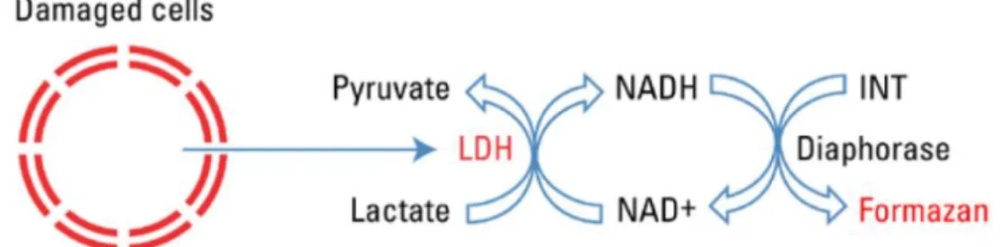 Figure  16 :  Mécanisme  de  la  quantification  de  l'activité  de  la  LDH  extracellulaire  (Thermo Fisher Scientific)