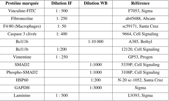 Tableau 4: Liste des anticorps utilisés en immunofluorecence (IF) et en western blot (WB)  Protéine marquée  Dilution IF  Dilution WB  Référence 