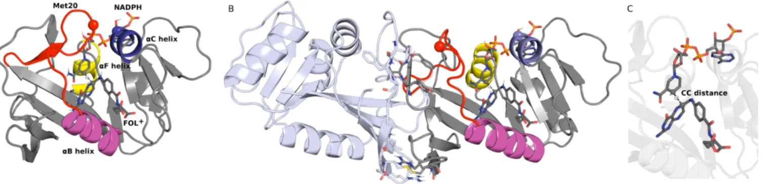 Fig. 1 Ec- and TmDHFR structures. Cartoon representations of the EcDHFR (A) and TmDHFR (B) protein 3D structures