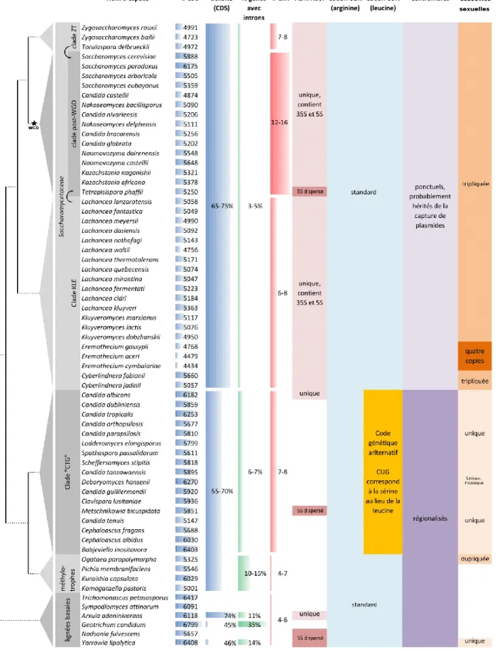 Figure  1  Caractéristiques  principales  des  quatre  groupes  de  Saccharomycotina  tels  que  définis  dans  (Dujon  and  Louis,  2017)