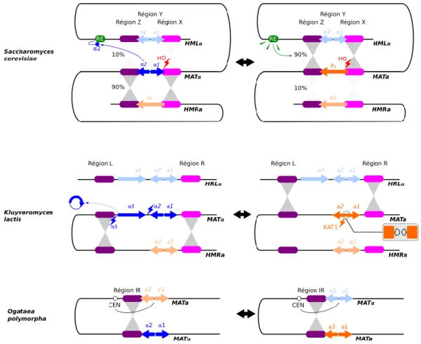 Figure  2  Organisation  comparée  du  locus  MAT  et  changement  de  type  sexuel  chez  les  levures  Saccharomyces  cerevisiae  (Saccharomycetaceae), Kluyveromyces lactis  (Saccharomycetaceae), et Ogataea polymorpha (méthylotrophe)