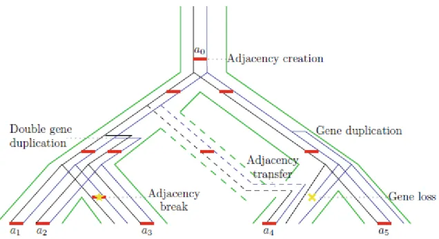 Figure 8 Histoire des adjacences (en rouge) le long des histoires de gènes (topologies noires et bleues) réconciliées avec l’arbre des  espèces (en vert)