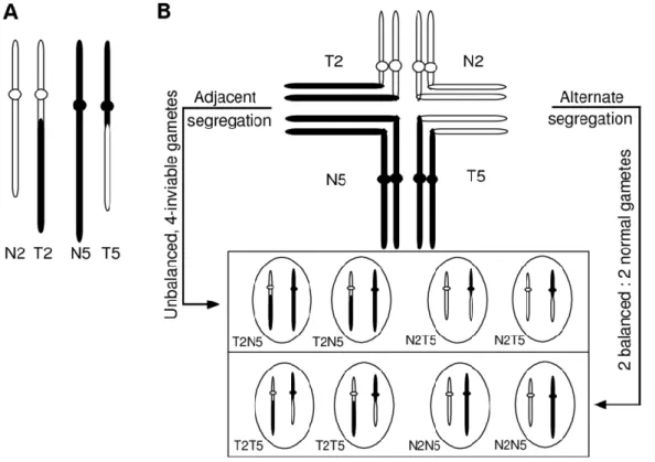 Figure  10  Ségrégation  méiotique  des  chromosomes  dans  une  cellule  portant  une  translocation  hétérozygote