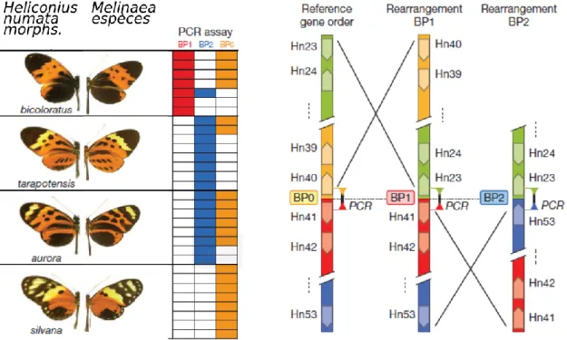 Figure 11 Réarrangements chromosomiques du locus P et polymorphisme d’Heliconius dans les populations naturelles