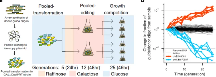 Figure  14  Principe  de  l’édition  CRISPR  « en  pool »  pour  mesurer  l’impact  phénotypique  de  milliers  de  variants  génétiques  indépendants