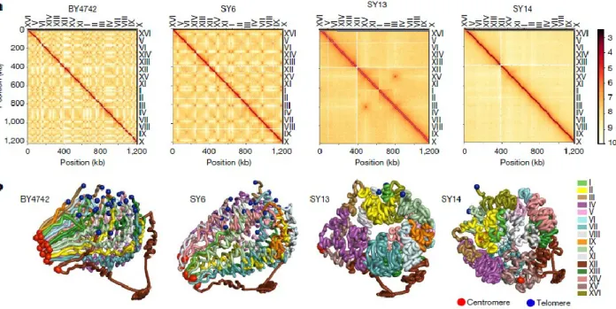 Figure 15 Interactions chromosomiques et structure tridimensionnelle du génome des souches BY4741, SY6, SY13 et SY14