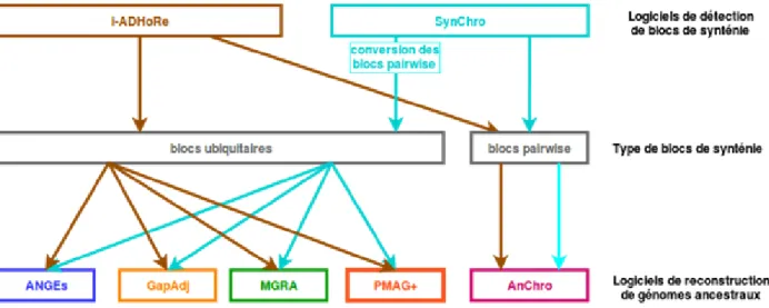 Figure  16  Obtention  de  blocs  de  synténie  avec  SynChro  et  i-ADHoRe  et  conversion  des  blocs  de  synténie  pour  les  5  logiciels  de  reconstruction AnChro, ANGES, GapAdj, MGRA, PMAG+