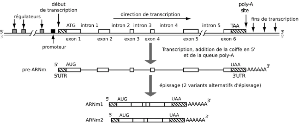 Figure I.2 – Transcription et épissages alternatifs d’un gène de cellule eucaryote. Image modifiée à partir d’une illustration du livre  Com-putational Genome Analysis [Deonier et al., 2005].