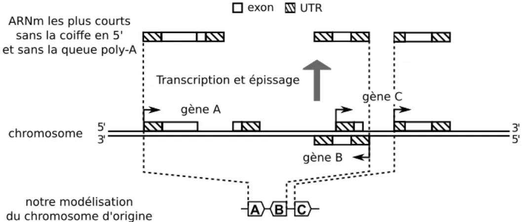 Figure I.6 – Modélisation des chromosomes avec nos gènes. À mi- mi-hauteur, trois gènes codant pour des protéines sont représentés sur un  chro-mosome commun