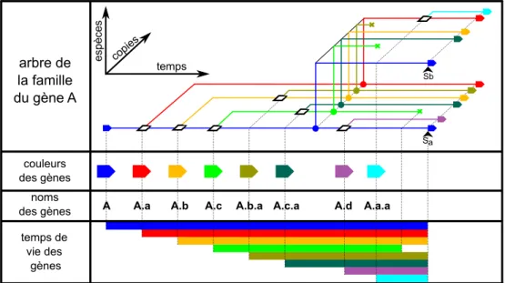 Figure I.9 – Phylogénie de la famille du gène ancestral A. En haut, une représentation en trois dimensions de l’arbre phylogénétique de la famille du gène ancestral A (en bleu tout à gauche)