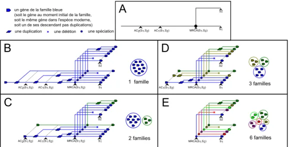 Figure I.10 – Différentes manières de définir les familles de gènes de deux génomes modernes