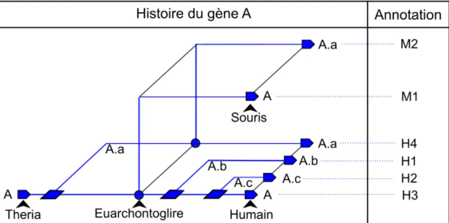Figure I.11 – Arbre de gène de la famille du gène A depuis l’ancêtre Theria jusqu’à l’humain et la souris