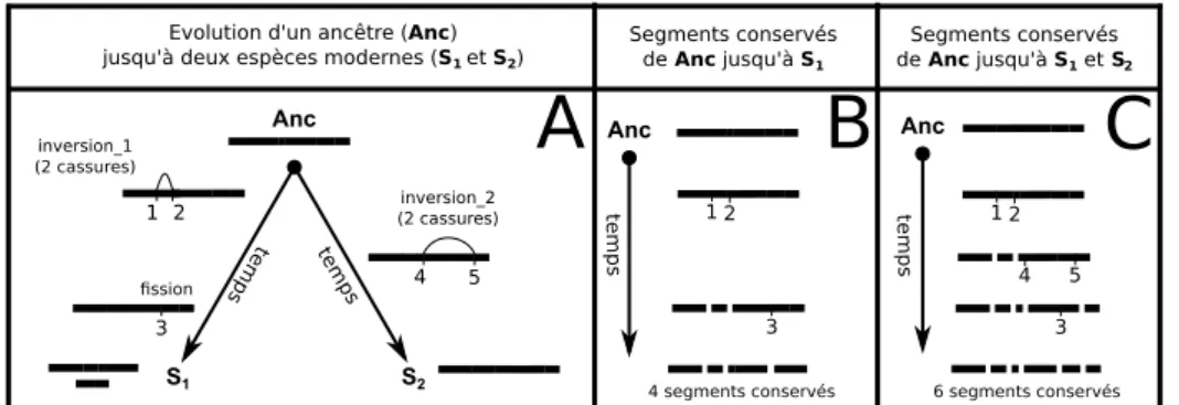 Figure II.3 – Évolution d’un génome ancestral jusqu’à deux espèces modernes et évolutions simultanées de ses segments conservées selon les lignées considérées