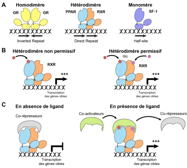 Figure 2 : Modes d’action des récepteurs nucléaires 