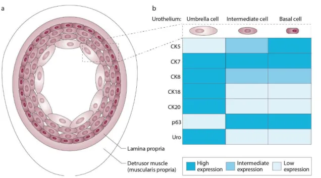 Figure 5 : Les différents types de cellules urothéliales et leurs marqueurs 