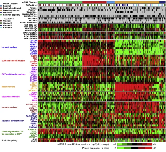 Figure 7 : Classification du TCGA 2017 