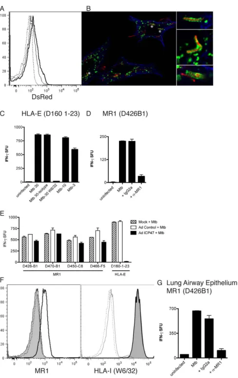 Figure 5. Characterization of MR1-dependent recognition of human lung epithelial cells