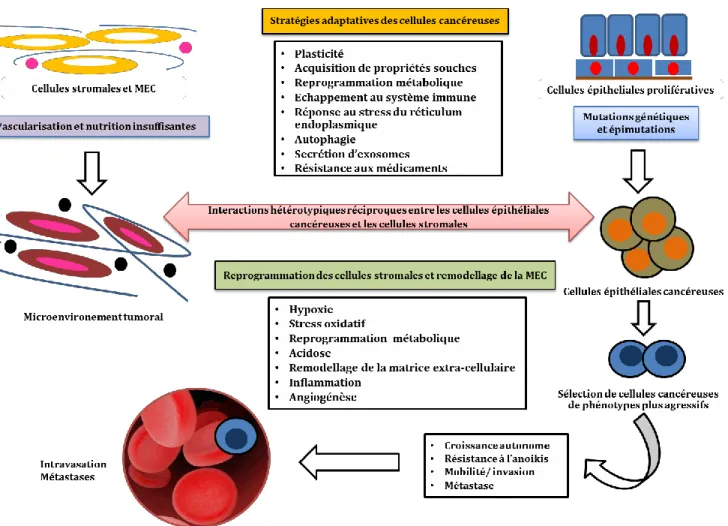 Figure 11 : Cadre paradigmatique actuel de la cancérogénèse. Altérations génétiques/épigénétiques des cellules  cancéreuses et interactions réciproques entre les cellules cancéreuses et le microenvironnement (RE: réticulum  endoplasmique, MEC : matrice ext