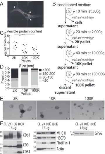 Fig. 1. DCs secrete heterogeneous EVs recovered in successive differential ul- ul-tracentrifugation pellets