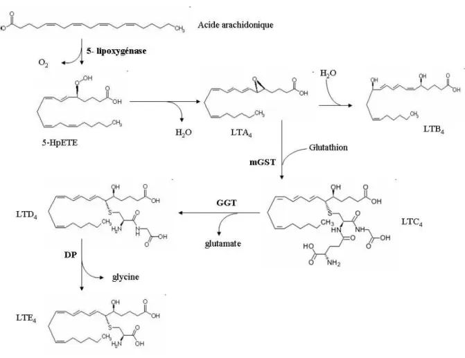 Figure 16: Biosynthèse des leucotriènes en relation avec le métabolisme du glutathion