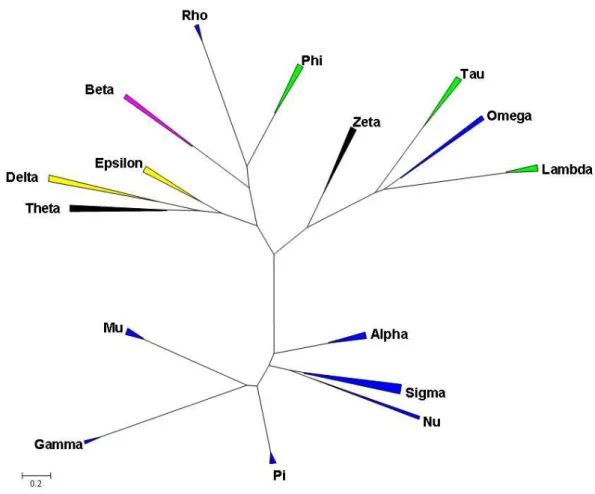 Figure 24: Arbre phylogénétique illustrant les relations unissant les différentes classes de GST  cytosoliques