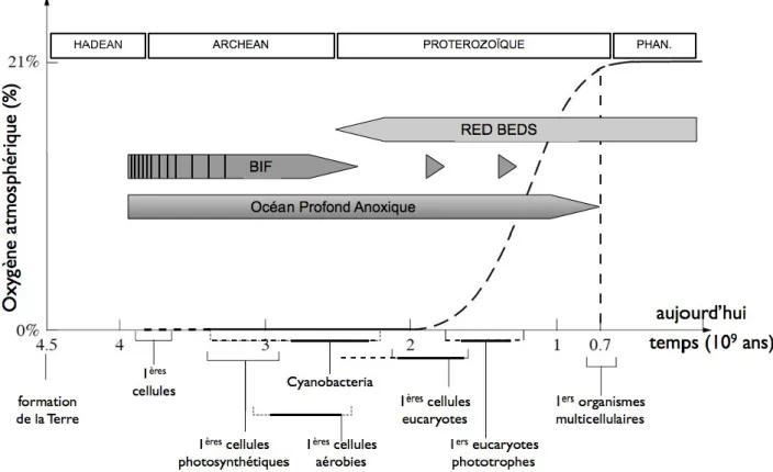 Figure 1 : Relation entre l'évolution de la teneur en oxygène dans l'atmosphère et un scénario probable  de  l'évolution  cellulaire  (adapté  de  Vellai  et  Vida,  1999)