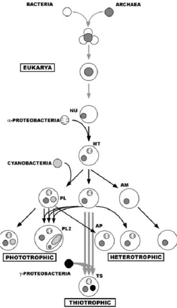 Figure 2 :  Scénario évolutif hypothétique de l'origine et de la diversification des Eucaryotes mettant  en exergue le rôle de l'endosymbiose  (d’après Lallier, 2006)
