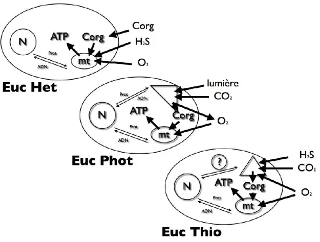 Figure  5 :  Représentation  schématique  des  Eucaryotes  hétérotrophes  (Euc  Het),  phototrophes  (Euc  Phot)  et  thiotrophes  (Euc  Thio),  ces  derniers  étant  hypothétiques,  représentés  actuellement  par  des  endosymbioses  métazoaires  –  -pro