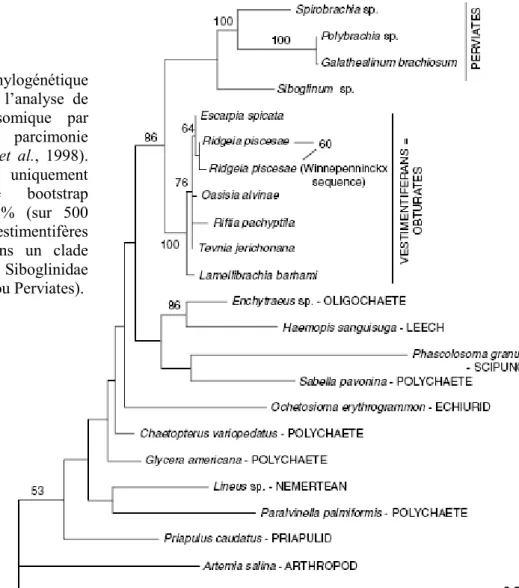 Figure 3 :  Arbre phylogénétique  obtenu  à  partir  de  l’analyse  de  l’ARN  18S  ribosomique  par  maximum  de  parcimonie  (d’après  Halanych  et  al.,  1998)