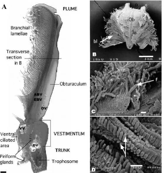 Figure 5 : Morphologie externe et organisation de la branchie de Riftia pachyptila (d’après Andersen  et al., 2002)