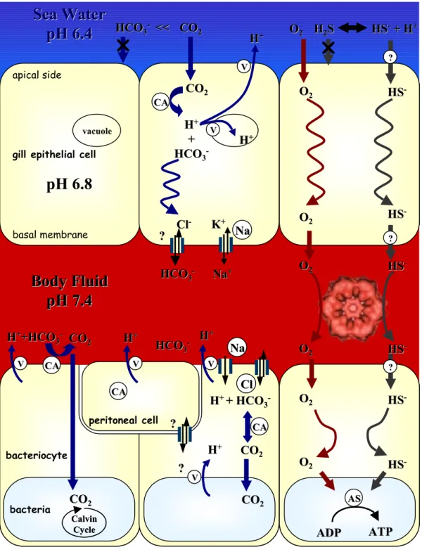 Figure 7 : Schéma résumant les modes d’acquisition de l’O 2 , CO 2  et H 2 S à travers l’épithélium bran- bran-chial  et  leur  transport  jusqu’aux  bactériocytes  (par  Y
