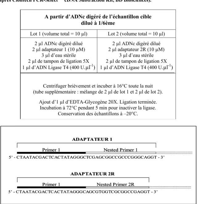 Tableau  3 :  Protocole  de  ligation  des  adaptateurs  aux  ADNc  digérés  de  l’échantillon  cible  (d’après Clontech PCR-Select TM  cDNA Subtraction Kit, BD Biosciences)