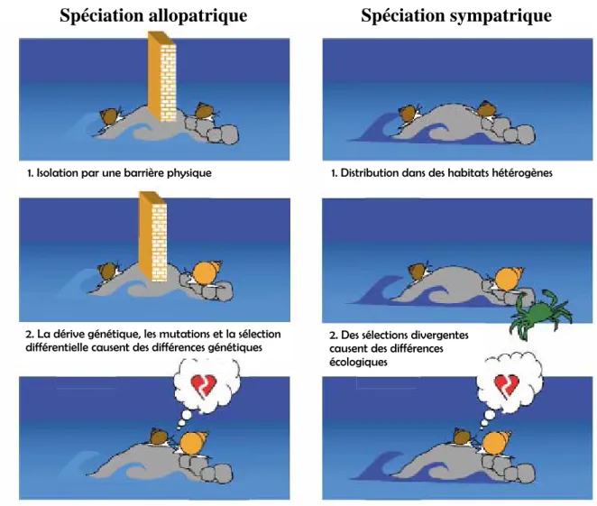 Figure i.2. Illustration de la spéciation allopatrique et sympatrique chez la littorine  (Johannesson, 2003) 