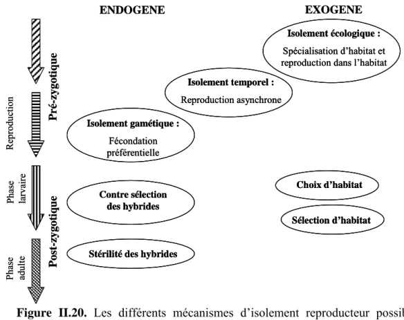 Figure II.20. Les différents mécanismes d’isolement reproducteur possibles  chez les invertébrés marins (Bierne, 2001)