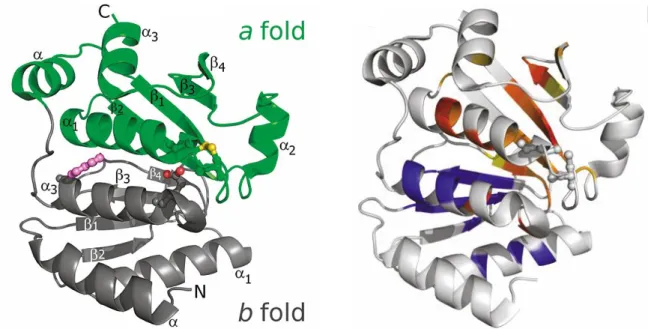 Figure 5: Structure des deux domaines type thiorédoxine de la protéine AhpF. Gauche : Le domaine a conservant l’activité catalytique  (vert),  domaine  b  inactif  (gris)