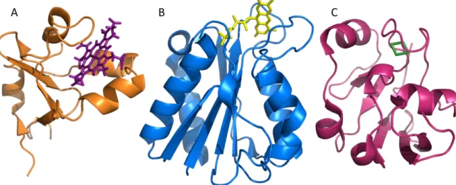 Figure 11: Structure de composés  transporteurs de 3  types. A. Structure du cyt  b 5  humain (2I96), B